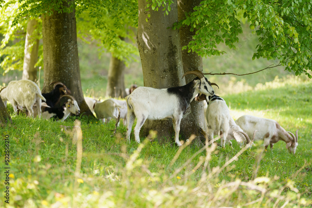 Goats at the edge of the forest in summer Goats at the edge of the forest in summer