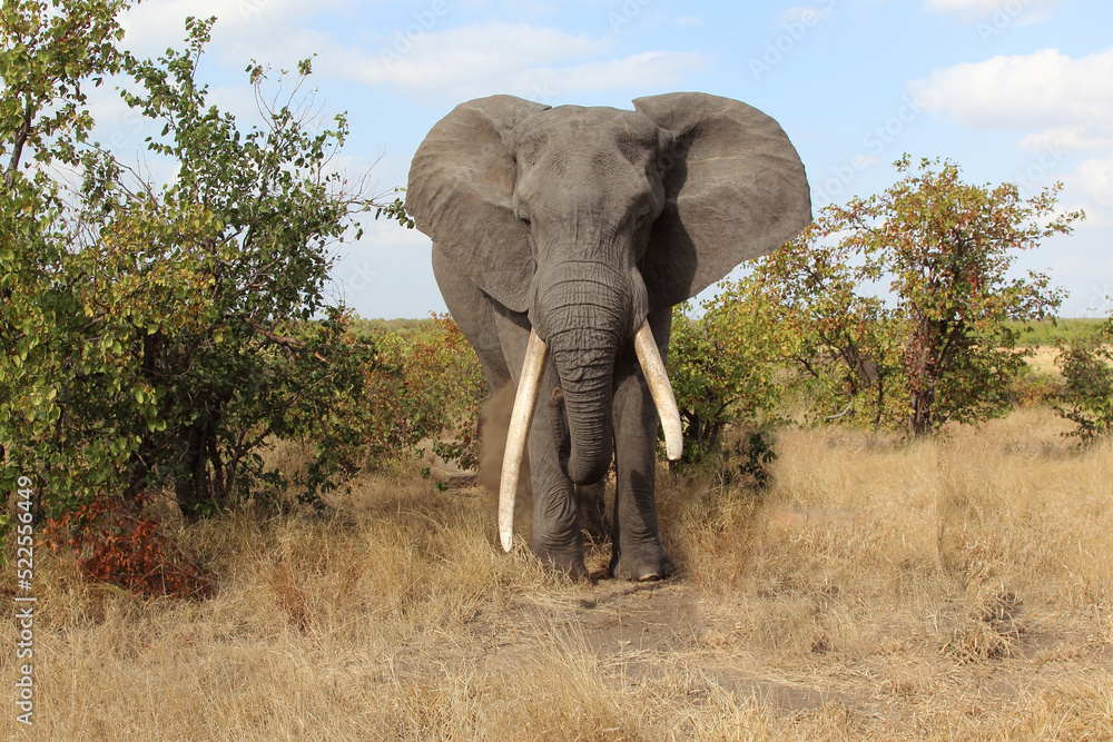 Obraz premium Afrikanischer Elefant / African elephant / Loxodonta africana