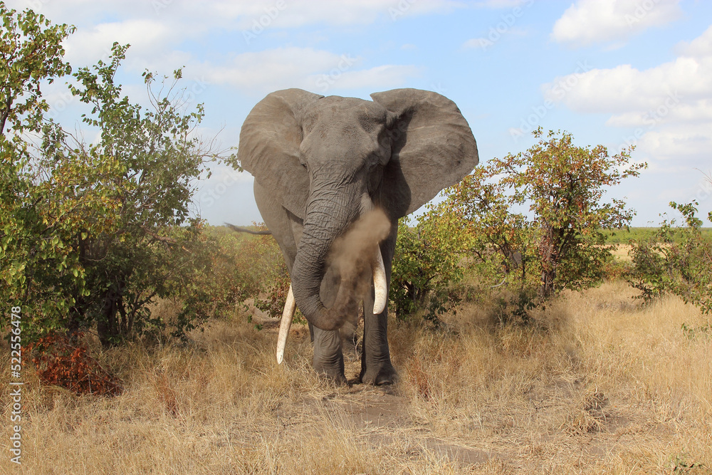 Obraz premium Afrikanischer Elefant / African elephant / Loxodonta africana