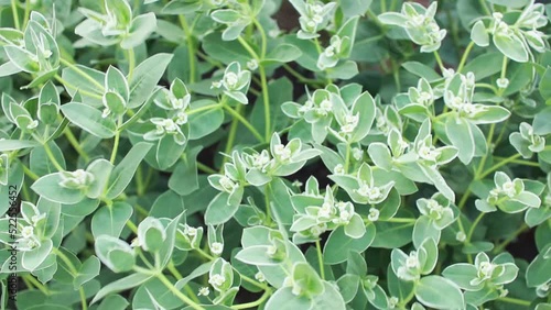 Euphorbia marginata ( snow-on-the-mountain, smoke-on-the-prairie, variegated spurge, or whitemargined spurge) is a small annual in the spurge family. outside photo