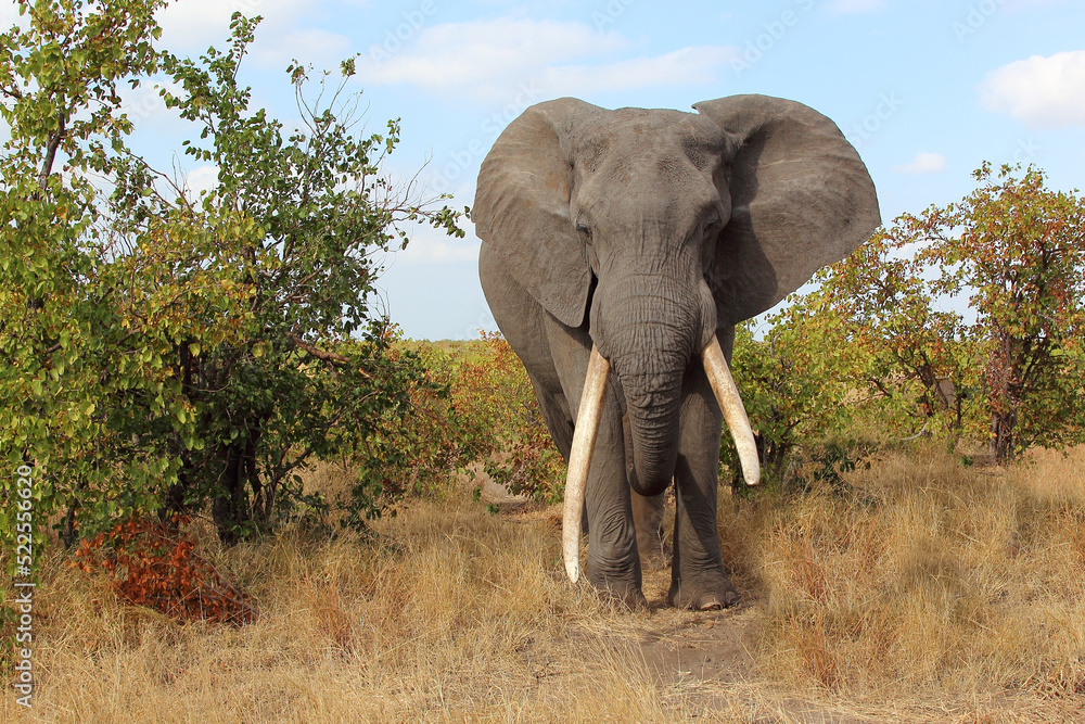 Fototapeta premium Afrikanischer Elefant / African elephant / Loxodonta africana