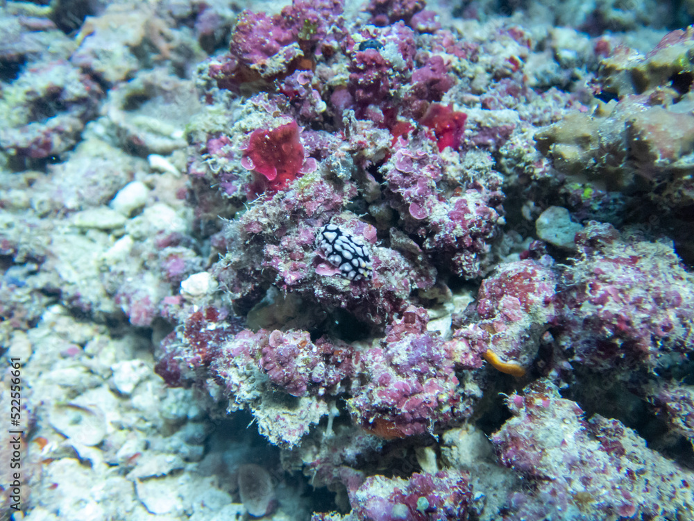 Close up of a Coral Close up of a Coral