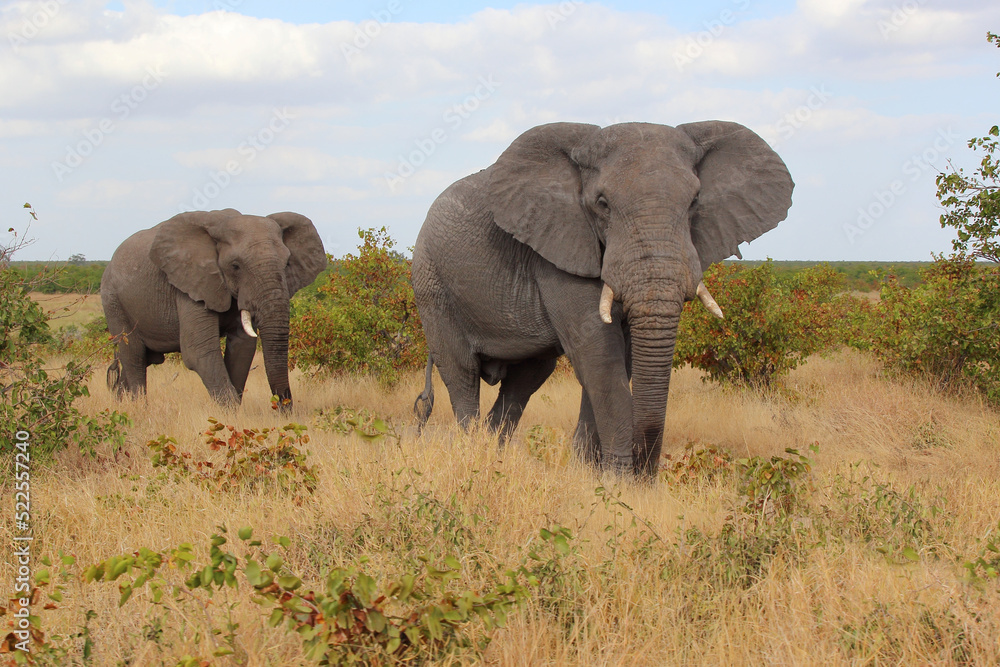 Obraz premium Afrikanischer Elefant / African elephant / Loxodonta africana