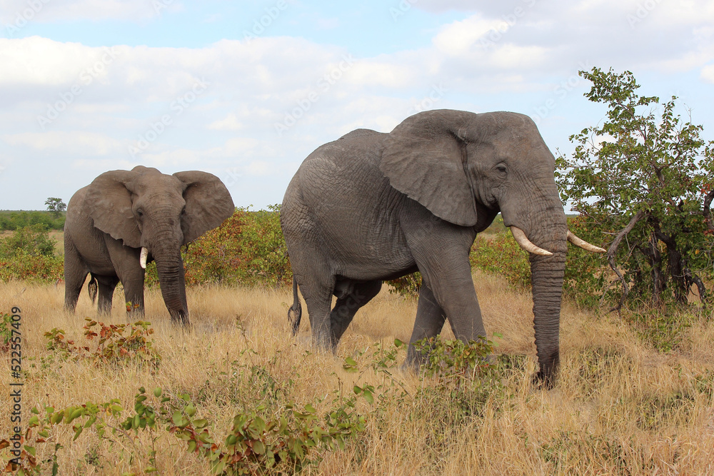 Afrikanischer Elefant / African elephant / Loxodonta africana Afrikanischer Elefant / African elephant / Loxodonta africana