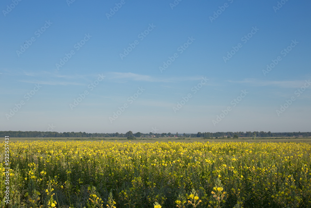 Beautiful yellow field under a bright blue sky Beautiful yellow field under a bright blue sky