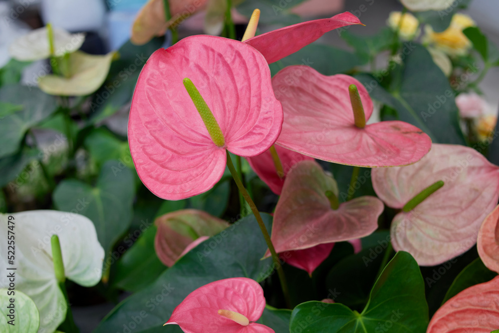 A Beautiful of  red anthurium flowers in the garden