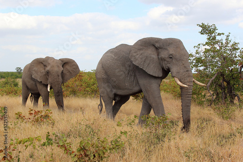 Afrikanischer Elefant   African elephant   Loxodonta africana