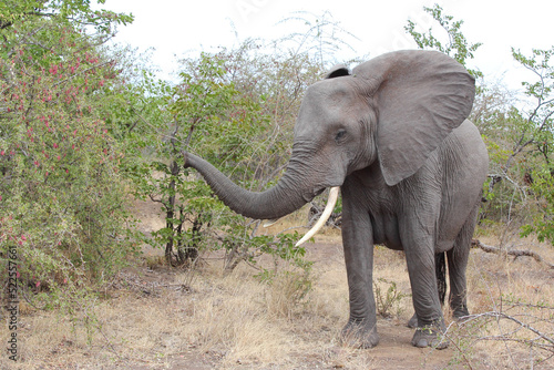 Afrikanischer Elefant   African elephant   Loxodonta africana