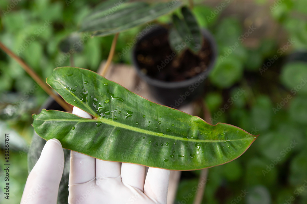 gardener hand take care leaf plant for decoration in home nature idea gardener hand take care leaf plant for decoration in home nature idea