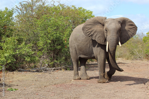 Afrikanischer Elefant   African elephant   Loxodonta africana