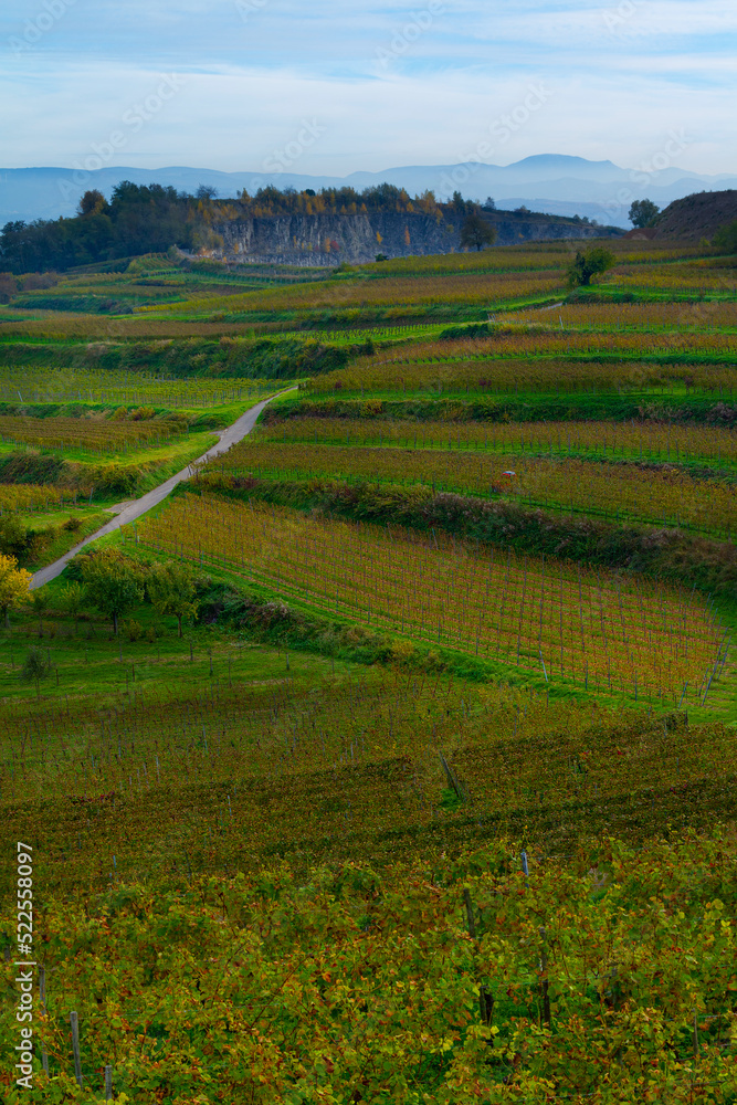 Weinberge Reben Rebhütte