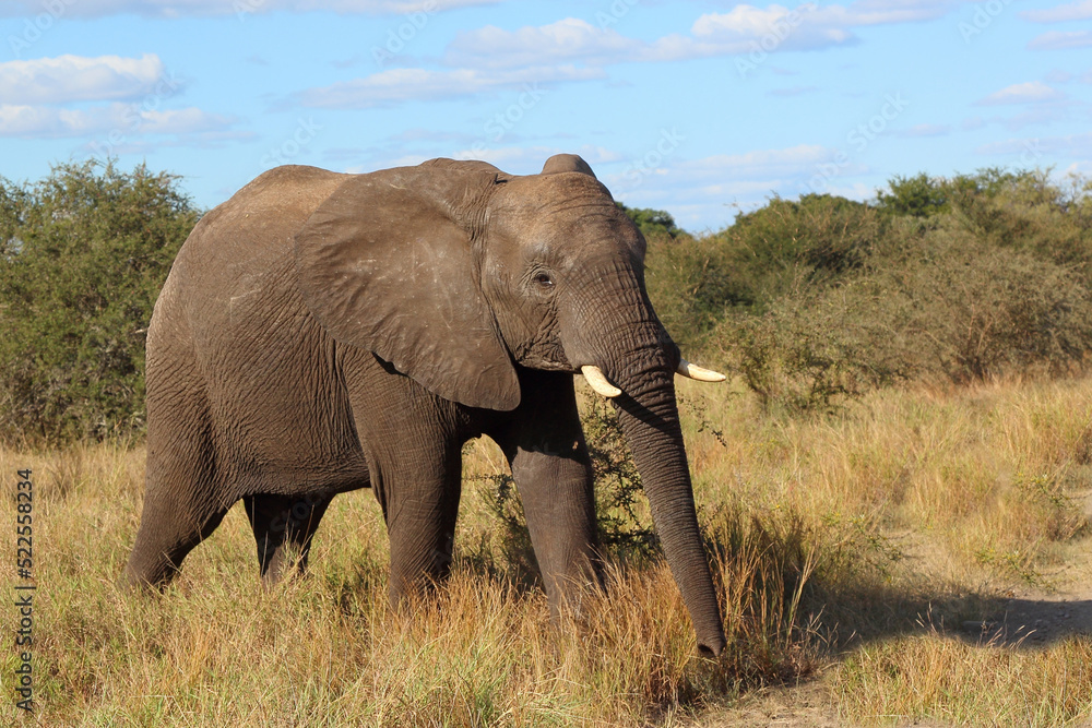 Afrikanischer Elefant / African elephant / Loxodonta africana Afrikanischer Elefant / African elephant / Loxodonta africana