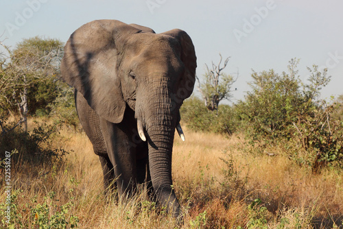 Afrikanischer Elefant   African elephant   Loxodonta africana