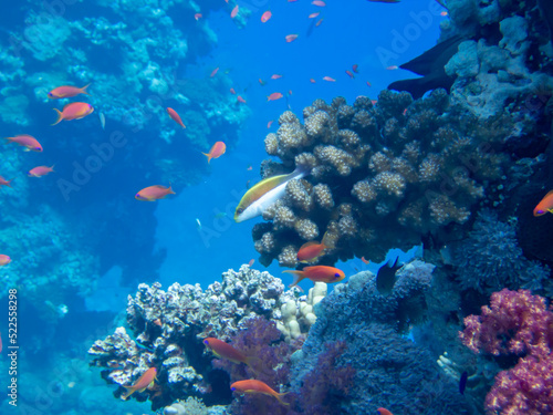 Fototapeta Naklejka Na Ścianę i Meble -  Scuba Diving in the Red Sea