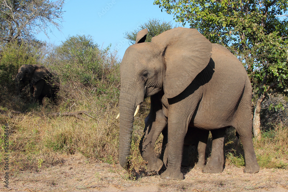 Afrikanischer Elefant / African elephant / Loxodonta africana