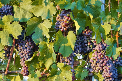 Vineyards at sunset, Ripe red grapes in summer.