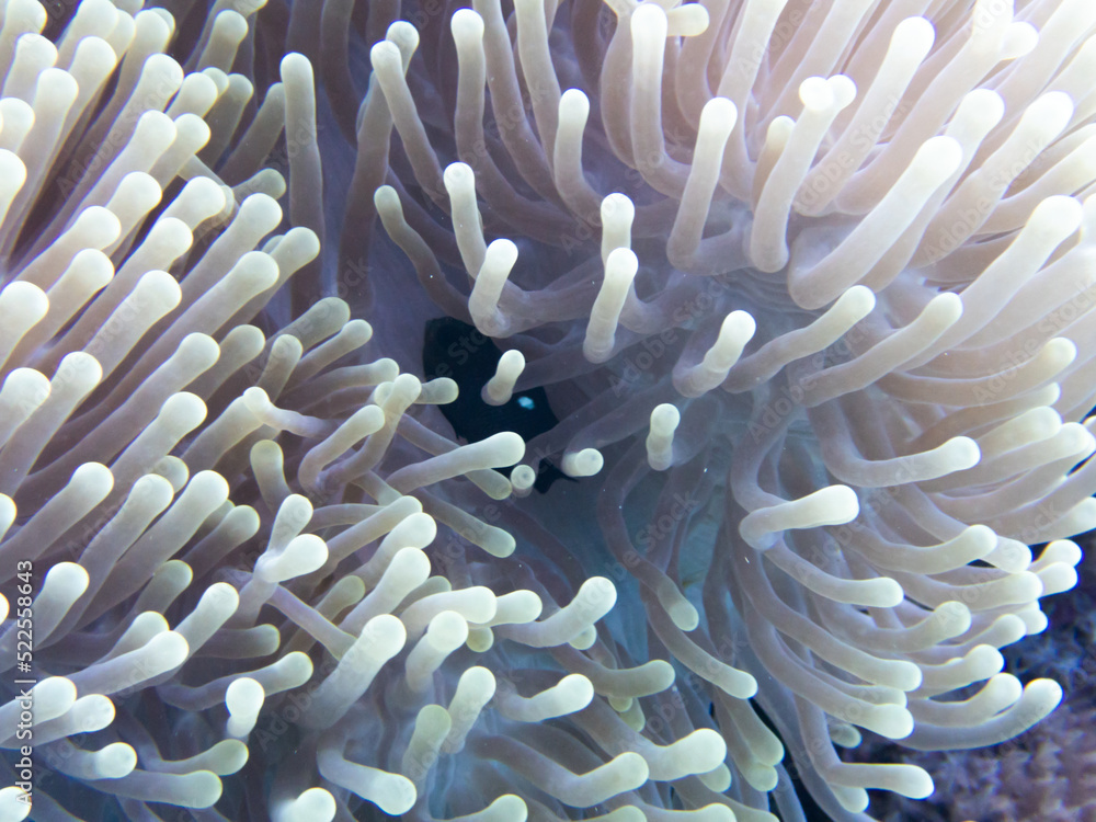 Anemone Fish Anemone Fish