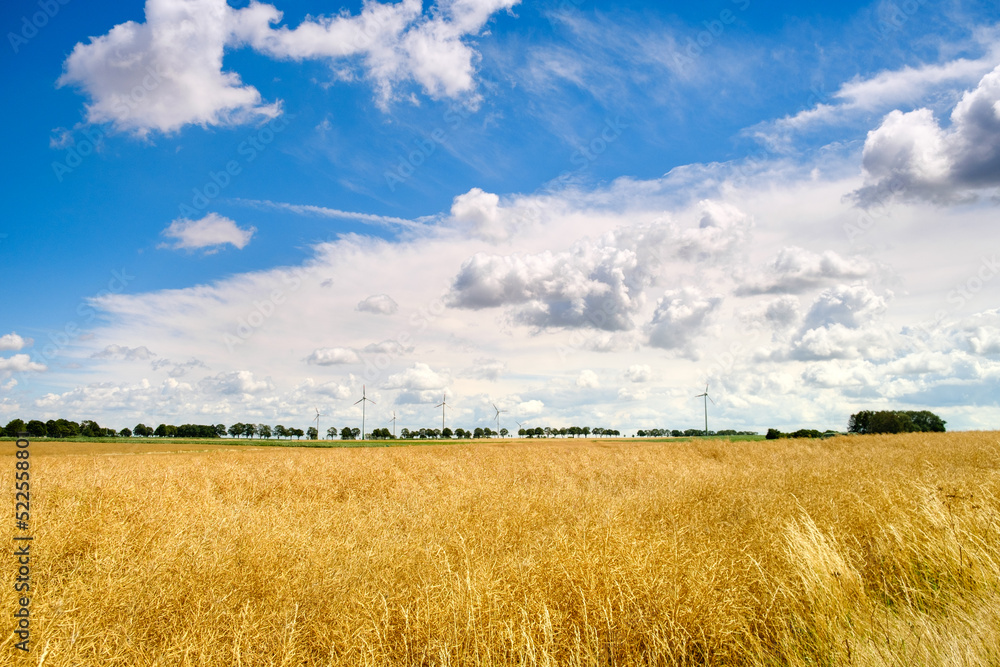 Field of Golden wheat under blue sky and clouds Field of Golden wheat under blue sky and clouds