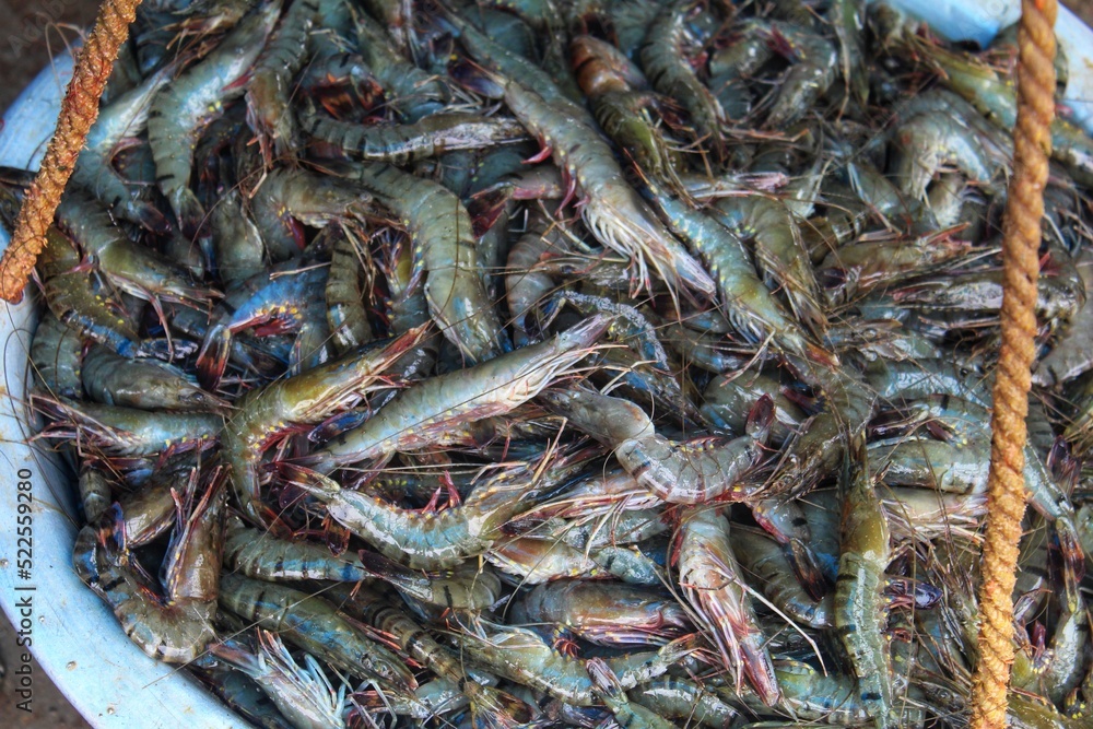 lots of big tiger prawn pile penaeus prawn hd