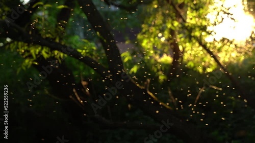 A swarm of mosquitoes swirls in the sunset light. Image out of focus