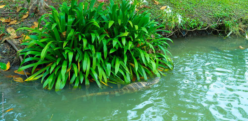 grass in a pond grass in a pond