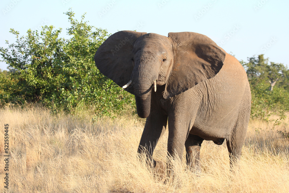 Fototapeta premium Afrikanischer Elefant / African elephant / Loxodonta africana