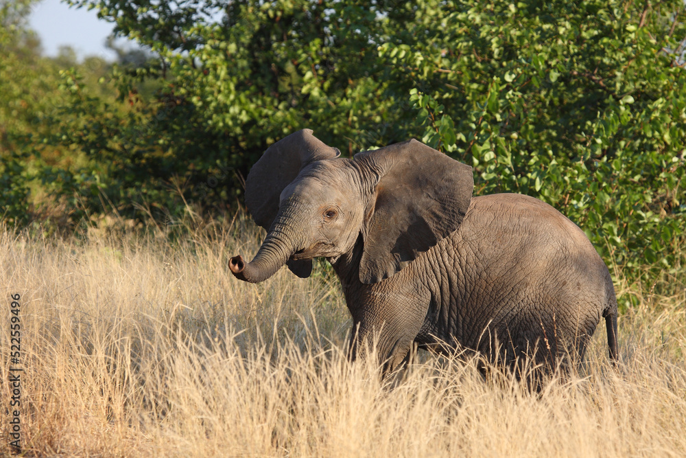 Fototapeta premium Afrikanischer Elefant / African elephant / Loxodonta africana