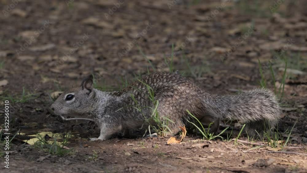 American squirrel drinks water in a small puddle. California (USA). American squirrel drinks water in a small puddle. California (USA).