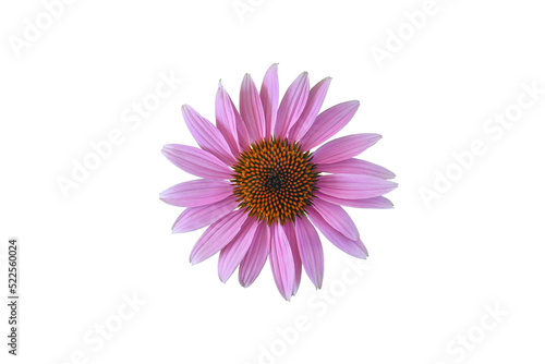 Eastern purple coneflower (Echinacea purpurea) blossom, isolated on transparent background