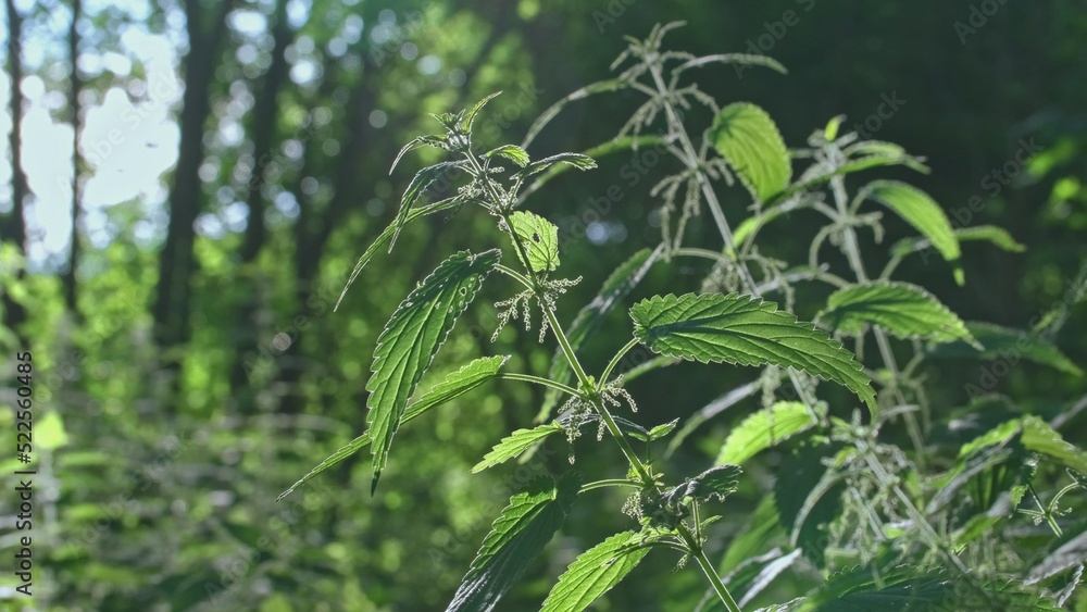 Fototapeta premium Common Nettle Urtica Dioica Stinger Herbaceous Plant