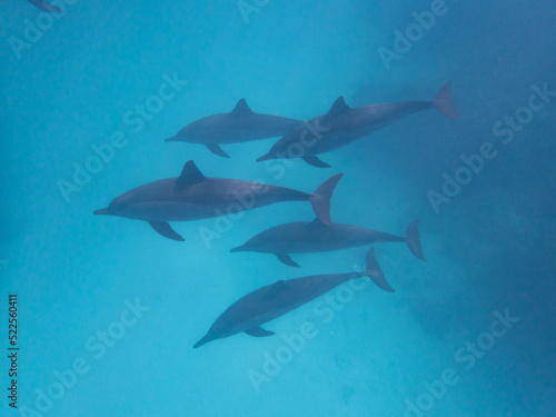 Dolphins at Egypt