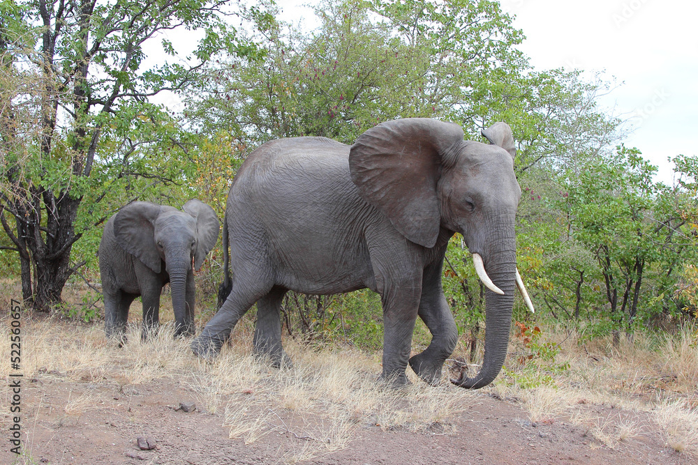 Fototapeta premium Afrikanischer Elefant / African elephant / Loxodonta africana