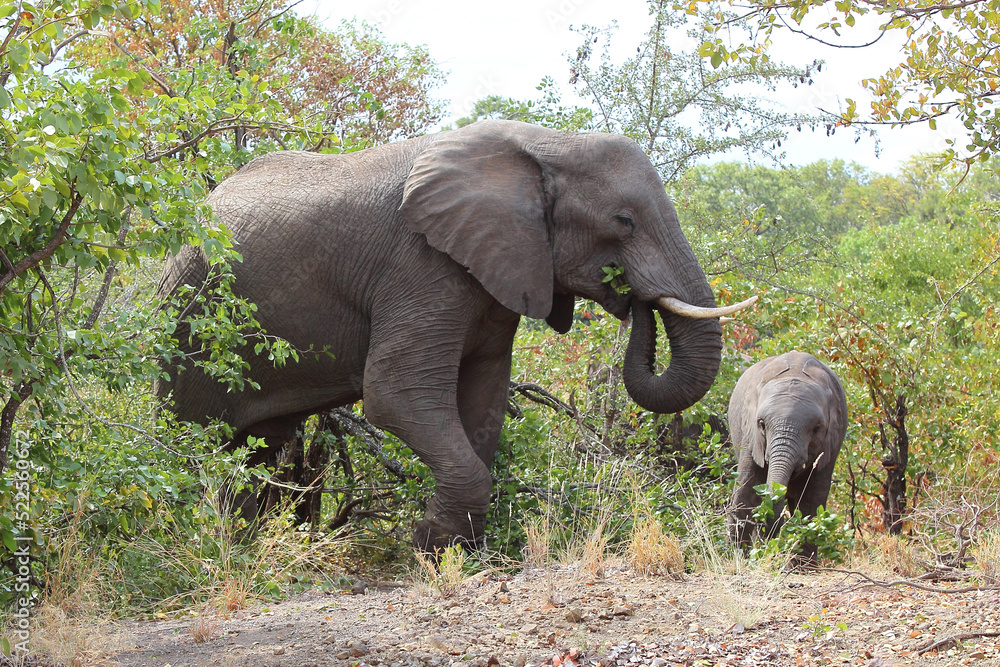 Fototapeta premium Afrikanischer Elefant / African elephant / Loxodonta africana