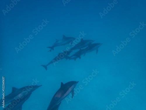 Dolphins at Egypt