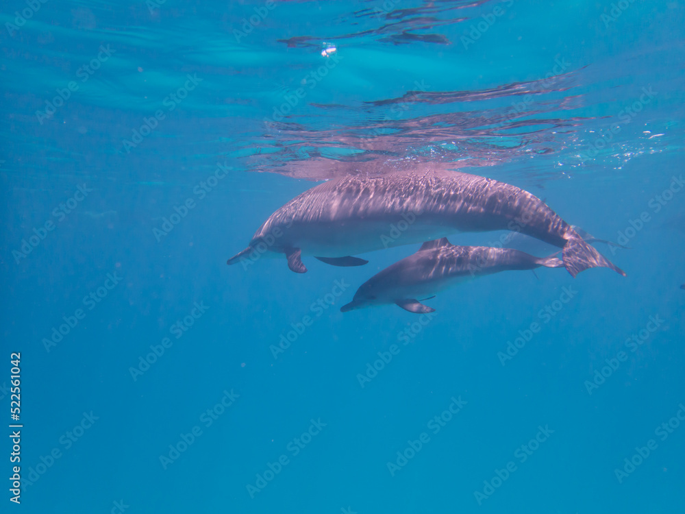 Fototapeta premium Dolphins at Egypt