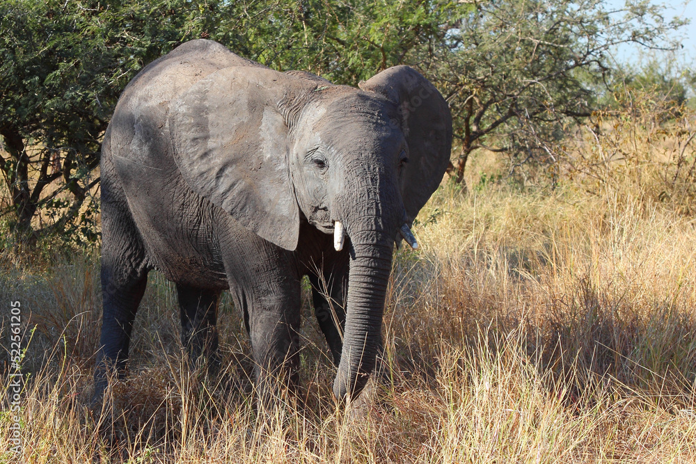 Afrikanischer Elefant / African elephant / Loxodonta africana