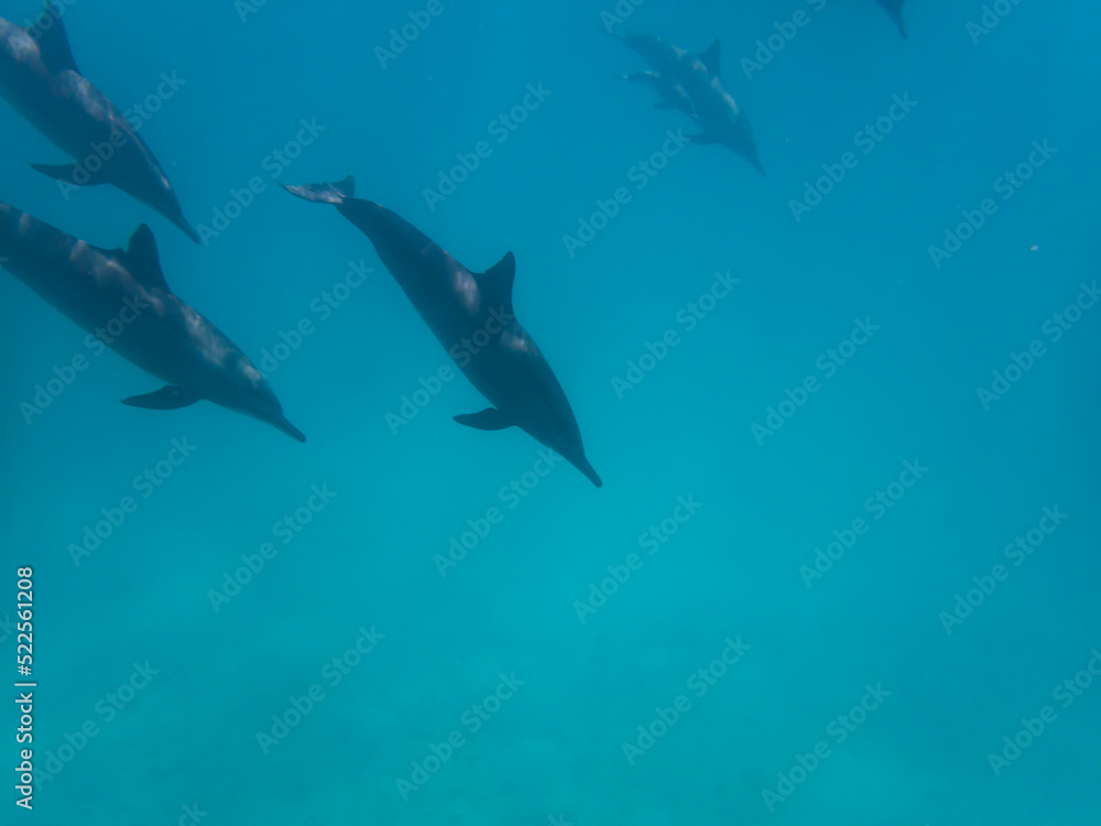 Naklejka premium Dolphins at Egypt