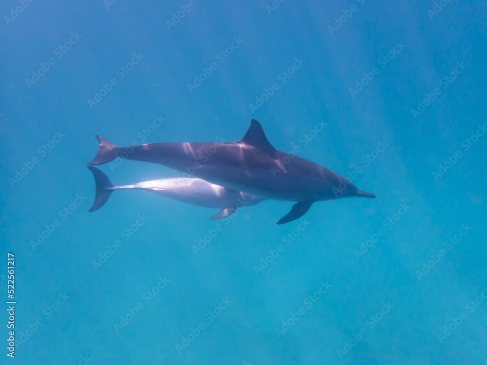 Obraz premium Dolphins at Egypt