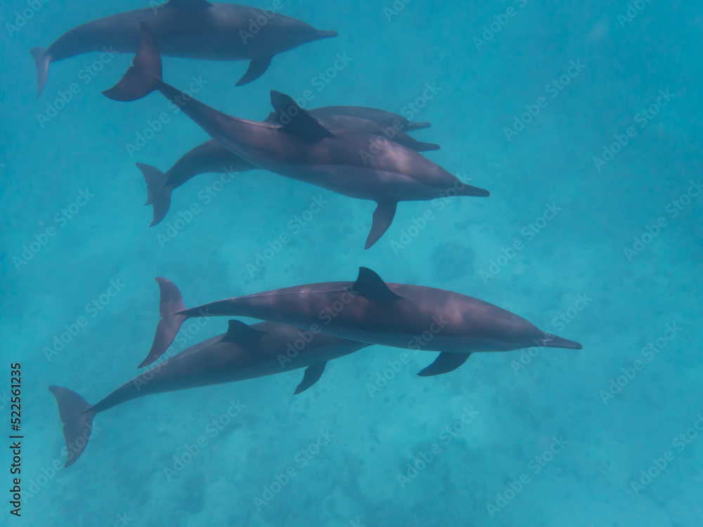 Fototapeta premium Dolphins at Egypt