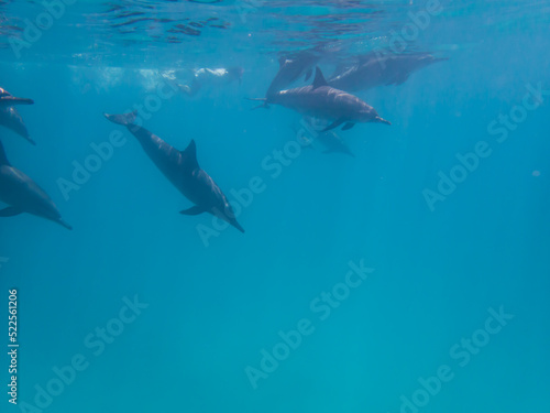 Dolphins at Egypt © Niklas