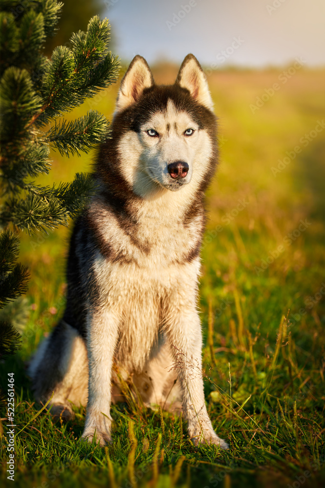 Portrait of a siberian husky dog on a meadow on a sunny day Portrait of a siberian husky dog on a meadow on a sunny day