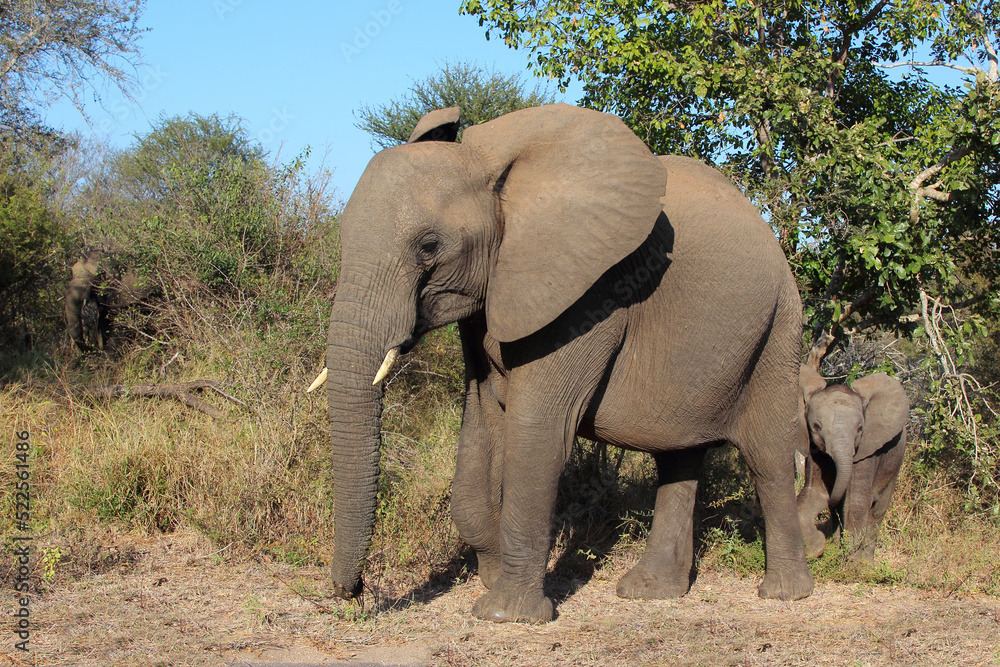 Fototapeta premium Afrikanischer Elefant / African elephant / Loxodonta africana