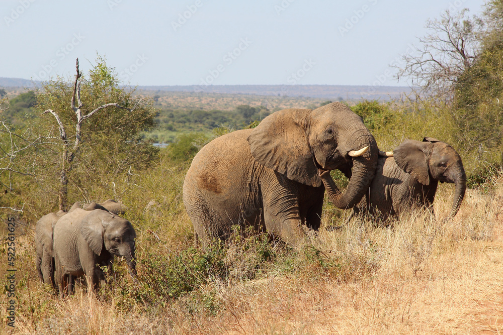 Afrikanischer Elefant / African elephant / Loxodonta africana Afrikanischer Elefant / African elephant / Loxodonta africana