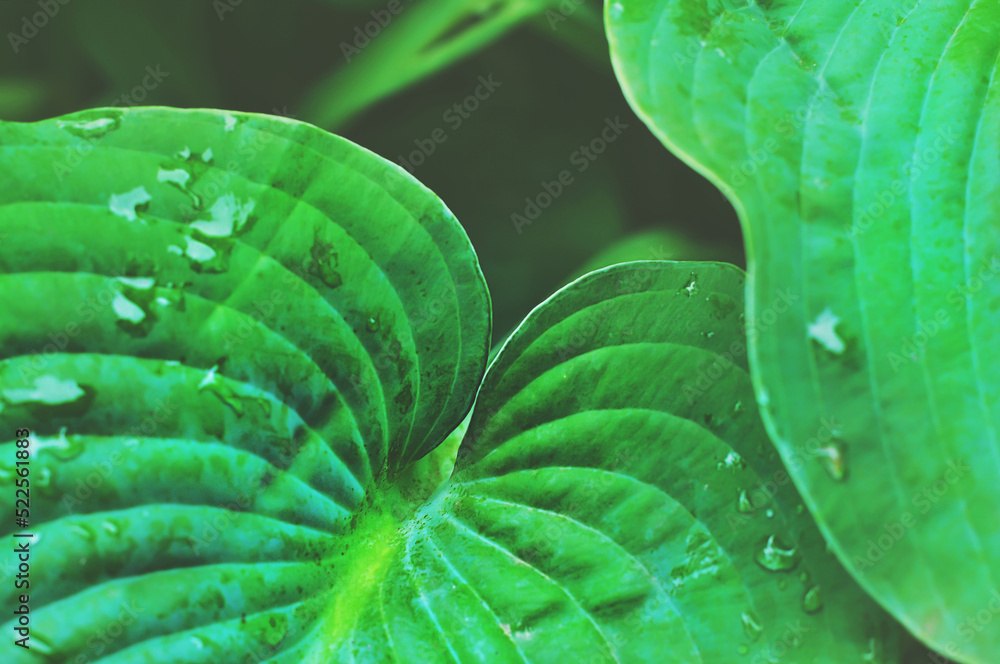 Obraz premium Composition of green leaves on a dark background. Bright colors. Minimalism. Contrasts