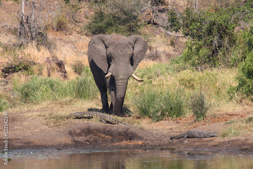 Afrikanischer Elefant und Nilkrokodil / African elephant and Nile crocodile / Loxodonta africana et Crocodylus niloticus © Ludwig