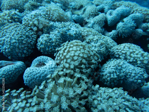 Coral Close Up photo