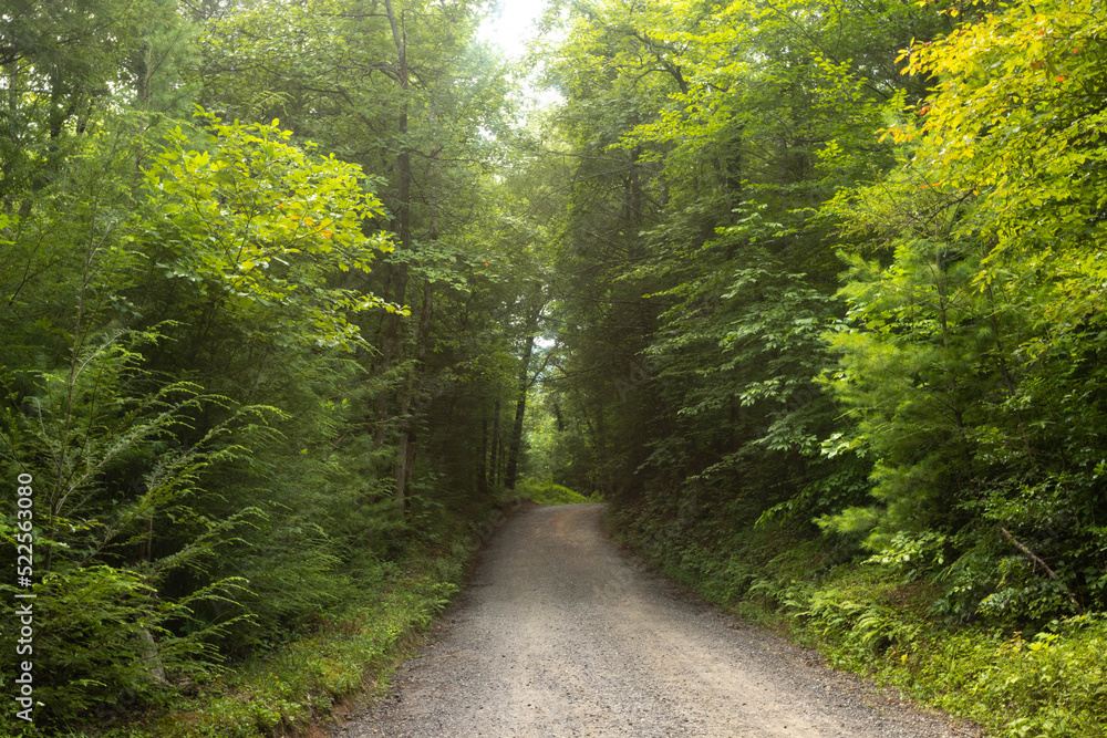 Green Trees On Forest Road In Smoky Mountains Green Trees On Forest Road In Smoky Mountains