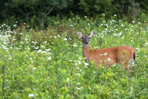 Deer Doe In Field Of White Flowers In Summer