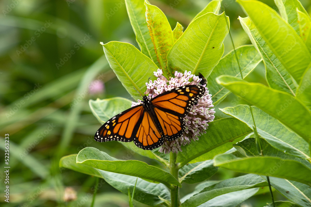 Monarch Butterfly With Open Wings On Milkweed Flower Monarch Butterfly With Open Wings On Milkweed Flower