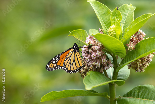 Close Up Monarch Butterfly Perched On Milkweed Flower